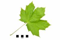 Erable plane - feuille sur fond blanc (Acer platanoïdes)